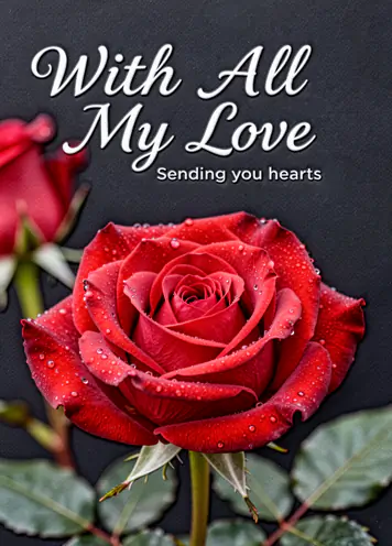 Rose With Dew, Valentine’s Day card cover